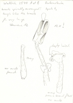 Vorschaubild Dodecadenia grandiflora Nees